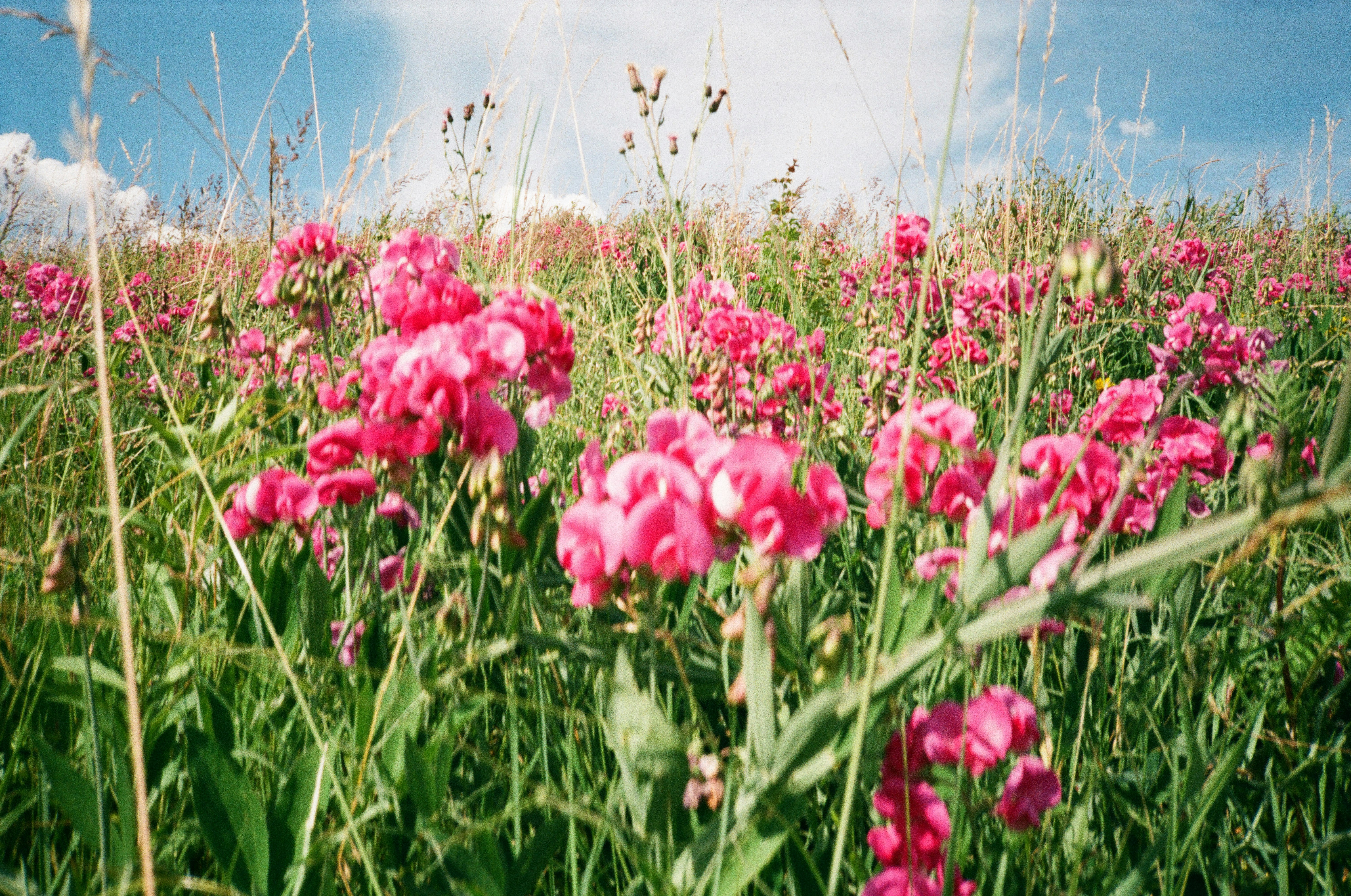 pink flowers on green grass field during daytime
